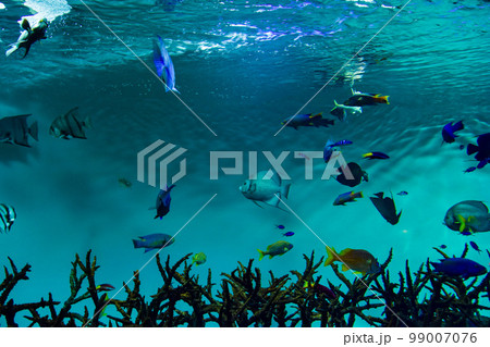 水族館 水槽の中を中を気持ちよさそうに泳ぐ魚たち 水族館 水槽の中を中を気持ちよさそうに泳ぐ魚たち 99007076
