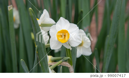 日本水仙の花 99007417