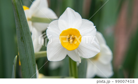 日本水仙の花 日本水仙の花 99007418