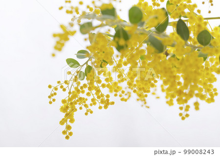 ミモザの花 黄色い花 ミモザの花 黄色い花 99008243