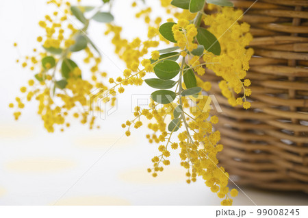 ミモザの花　黄色い花　 99008245