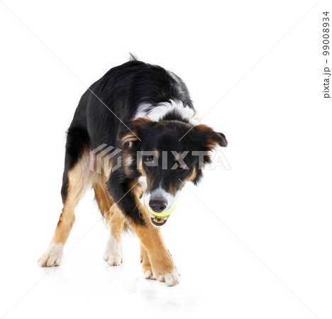 Border collie, dog and playing with tennis ball in studio, white background and mockup. Dogs, happy animals and ball toys of cute pets playing on studio background, fun game and walk on mock up space Border collie, dog and playing with tennis ball in studio, white background and mockup. Dogs, happy animals and ball toys of cute pets playing on studio background, fun game and walk on mock up space 99008934