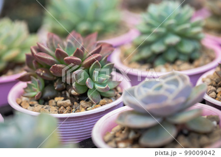 Close up of cactus succulent plants 99009042