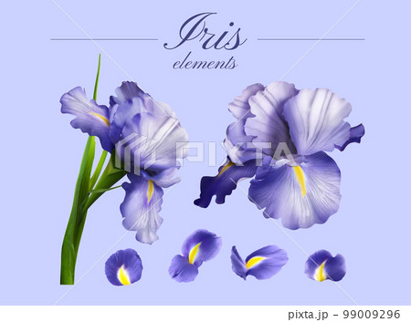 Purple Iris flower element set. 99009296