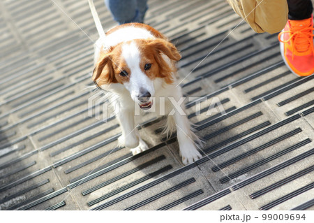 歩道橋の階段を駆け上がるコーイケルホンディエ 99009694