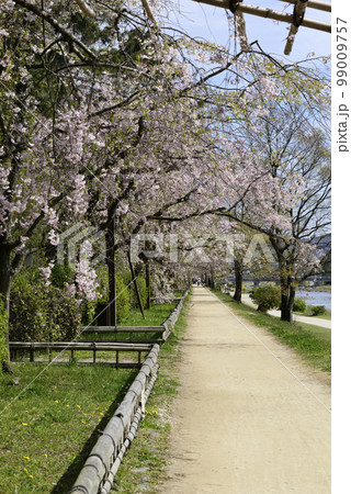 半木(なからぎ)の道 八重紅枝垂桜 半木(なからぎ)の道 八重紅枝垂桜 99009757