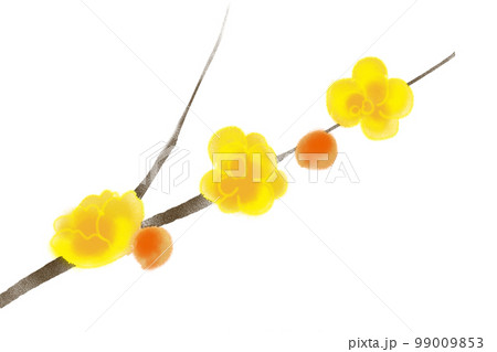 蝋梅の枝 蝋梅の枝 99009853
