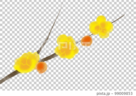 蝋梅の枝 蝋梅の枝 99009853