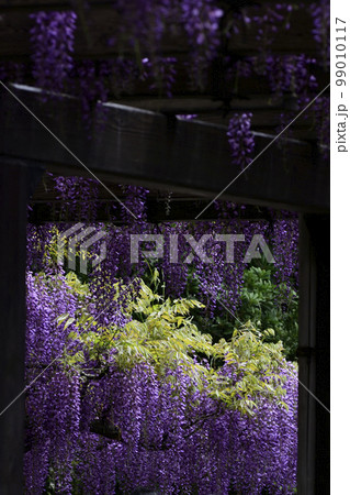 鳥羽の藤　ノダフジ 99010117