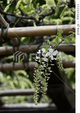 鳥羽の藤　ノダフジ（シロフジ） 99010211