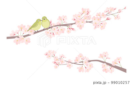 ペアのメジロと桜のイラスト 99010257