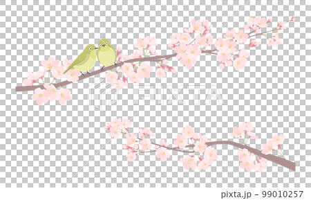 ペアのメジロと桜のイラスト 99010257