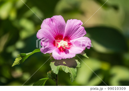 Pink flowers of Hibiscus moscheutos plant close-up. Hibiscus moscheutos, swamp hibiscus, Pink flowers of Hibiscus moscheutos plant close-up. Hibiscus moscheutos, swamp hibiscus, 99010309
