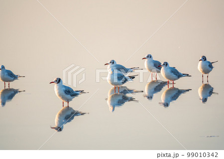 Flock of Seagulls, The European herring gull, swims on the calm lake shore in sunset 99010342