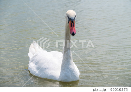 Graceful white Swan swimming in the lake, swans in the wild. Portrait of a white swan swimming on a lake. 99010373