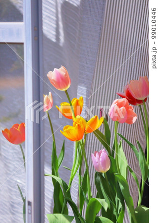 春イメージ、窓際のチューリップ 春イメージ、窓際のチューリップ 99010446