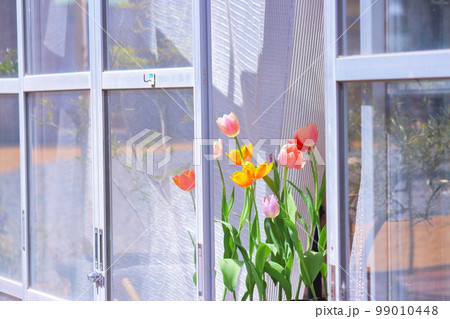 春イメージ、窓際のチューリップ 春イメージ、窓際のチューリップ 99010448