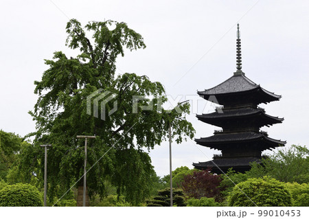 東寺 新緑の不二桜と五重塔 東寺 新緑の不二桜と五重塔 99010453