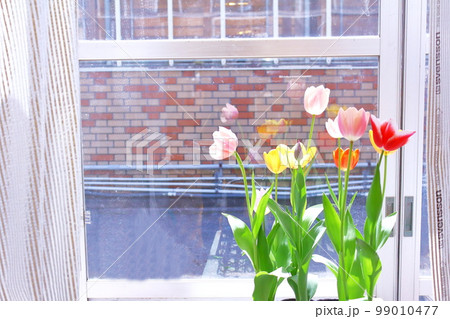 春イメージ、窓際のチューリップ 春イメージ、窓際のチューリップ 99010477