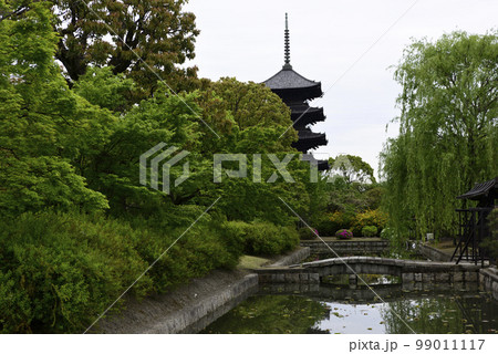 東寺 小野道風ゆかりの柳と五重塔 東寺 小野道風ゆかりの柳と五重塔 99011117