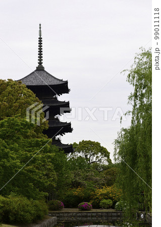 東寺 小野道風ゆかりの柳と五重塔 東寺 小野道風ゆかりの柳と五重塔 99011118