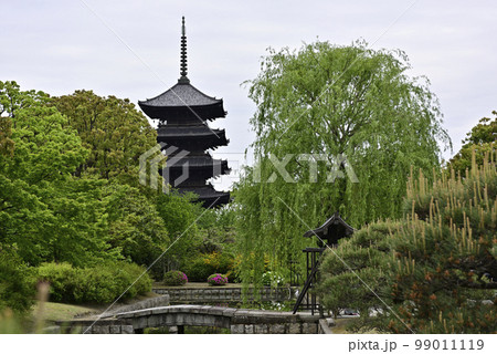 東寺 小野道風ゆかりの柳と五重塔 東寺 小野道風ゆかりの柳と五重塔 99011119