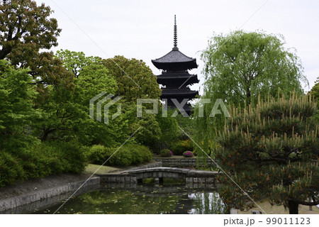 東寺　小野道風ゆかりの柳と五重塔 99011123