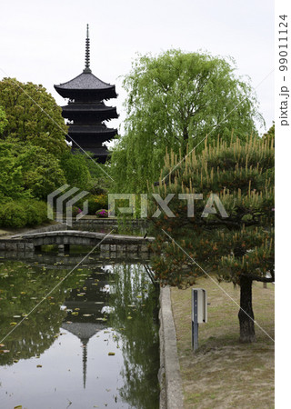 東寺 小野道風ゆかりの柳と五重塔 東寺 小野道風ゆかりの柳と五重塔 99011124