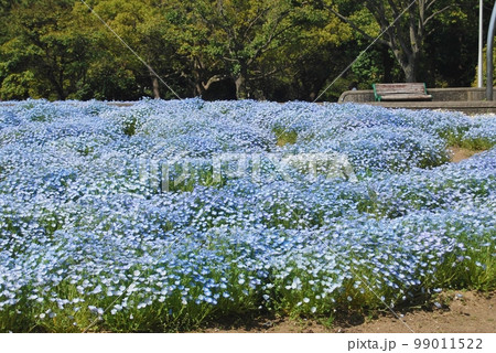満開のネモフィラの花 満開のネモフィラの花 99011522