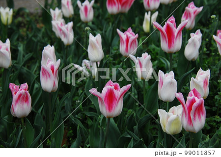 チューリップ(ホーランドチック) 99011857