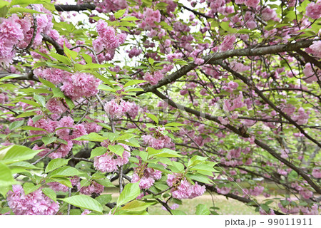 京都御苑 八重桜 京都御苑 八重桜 99011911