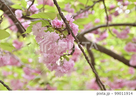 京都御苑 八重桜 京都御苑 八重桜 99011914