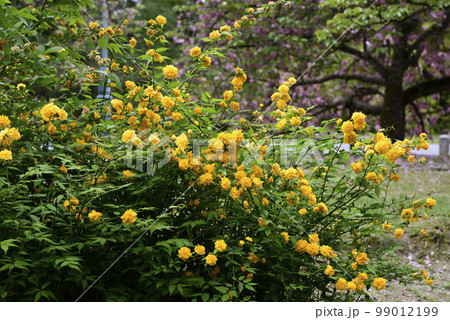 京都御苑　山吹 99012199
