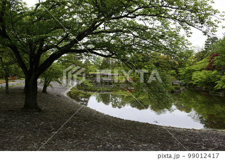 京都仙洞御所　南池　八ッ橋と藤棚 99012417