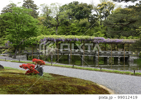 京都仙洞御所　南池　八ッ橋と藤棚 99012419