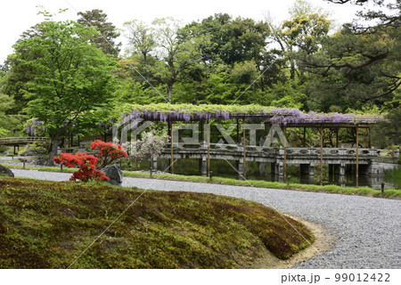 京都仙洞御所　南池　八ッ橋と藤棚 99012422