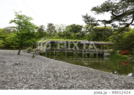 京都仙洞御所　南池　八ッ橋と藤棚 99012424
