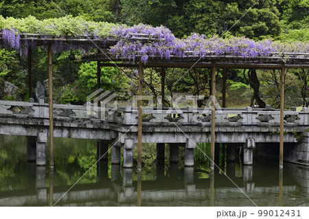 京都仙洞御所　南池　八ッ橋と藤棚 99012431