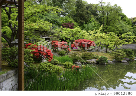 京都仙洞御所 南池のミヤマキリシマ 京都仙洞御所 南池のミヤマキリシマ 99012590