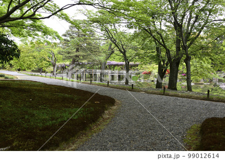 京都仙洞御所　南池　新緑の桜の馬場 99012614