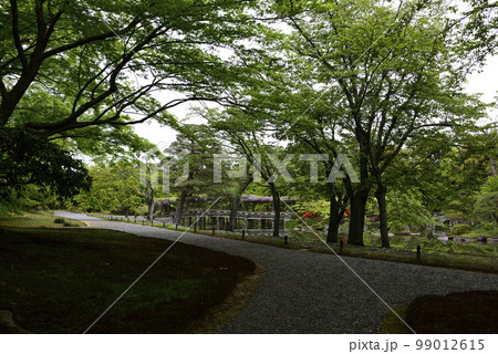 京都仙洞御所　南池　新緑の桜の馬場 99012615