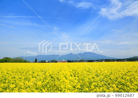 菜の花畑と浅間山 99012687