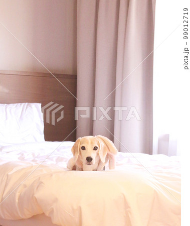 ベッドでリラックスのビーグル犬 ベッドでリラックスのビーグル犬 99012719