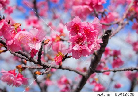 【沖縄】寒緋桜 【沖縄】寒緋桜 99013009