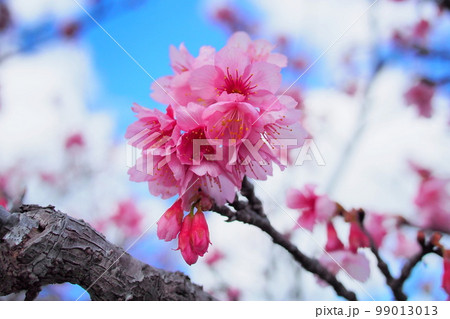 【沖縄】寒緋桜 【沖縄】寒緋桜 99013013
