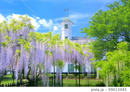旧中込学校と藤の花 99013085