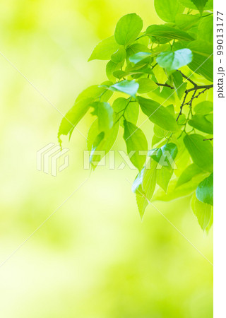 爽やか春の芽吹き 新緑 爽やか春の芽吹き 新緑 99013177
