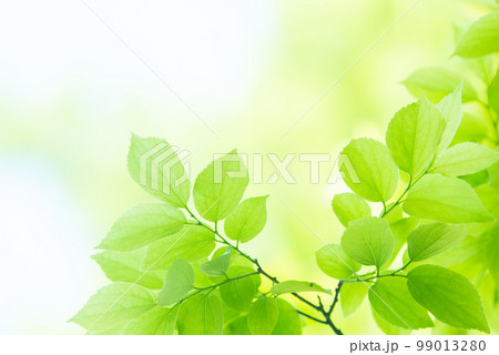 爽やか春の芽吹き 新緑 99013280