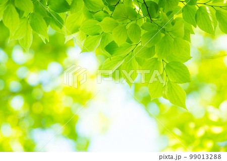 爽やか春の芽吹き 新緑 爽やか春の芽吹き 新緑 99013288