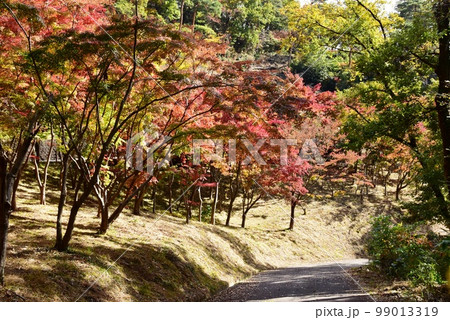 足利市　織姫公園もみじ谷の鮮やかな紅葉と散策路 99013319